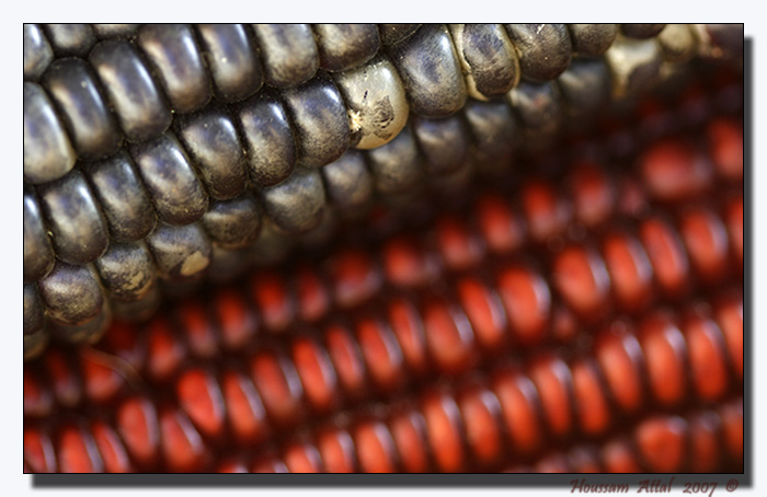 Indian Corn #1