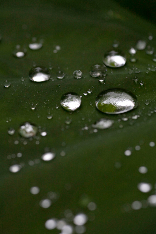 wetspots