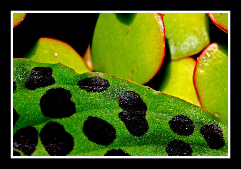 Leaf Frog