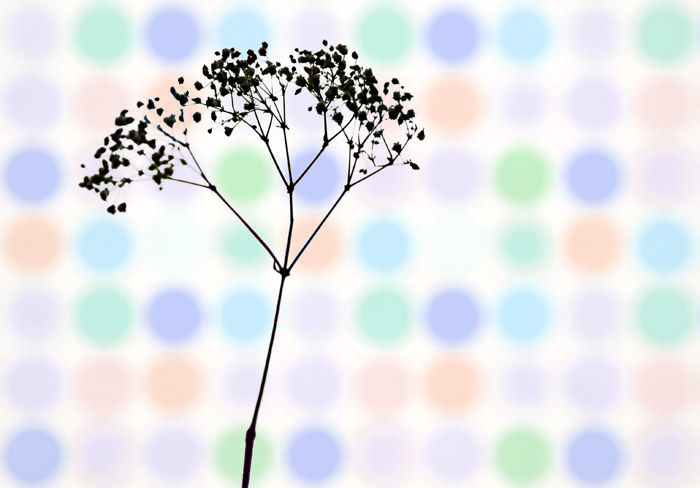 Babys Breath