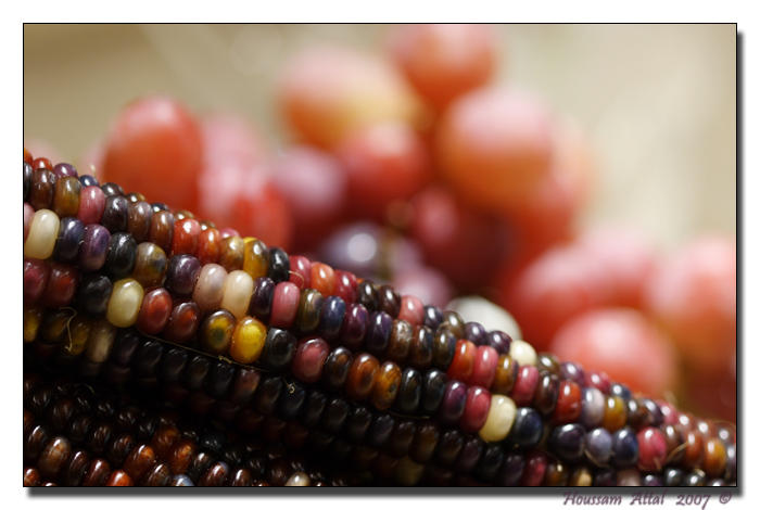 Indian Corn #5
