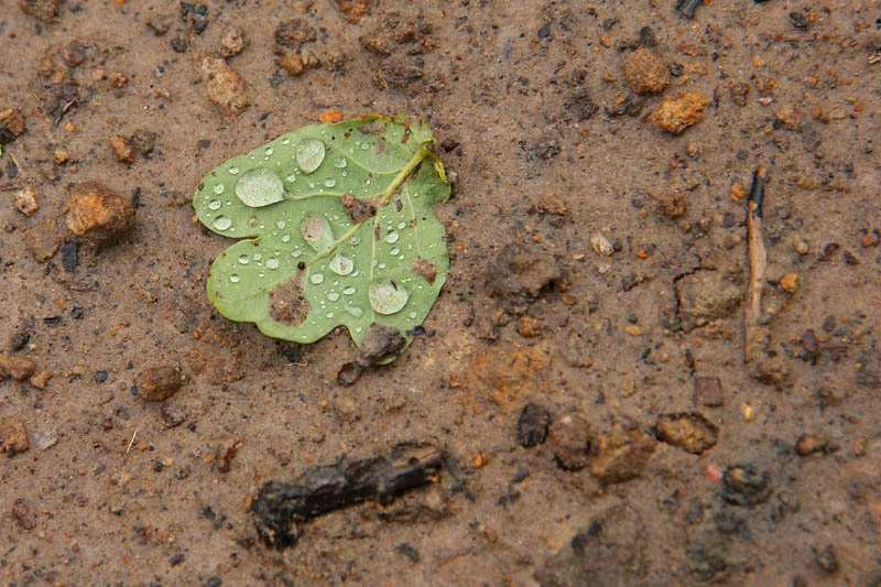 Forgotten Leaf