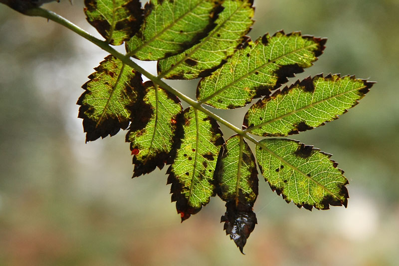 Spotty Leaves