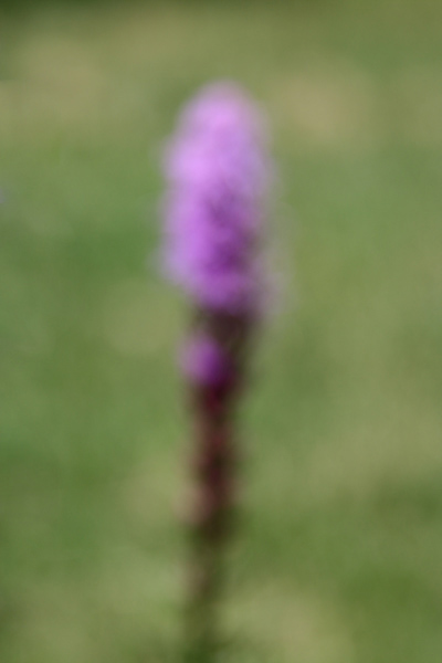 Liatris