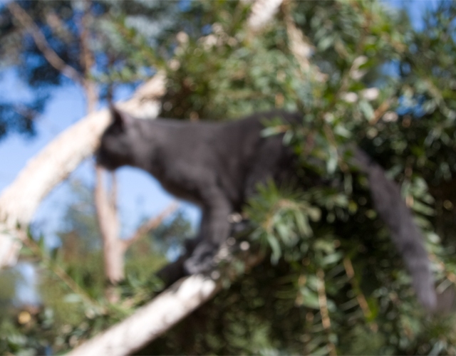 Up a Tree