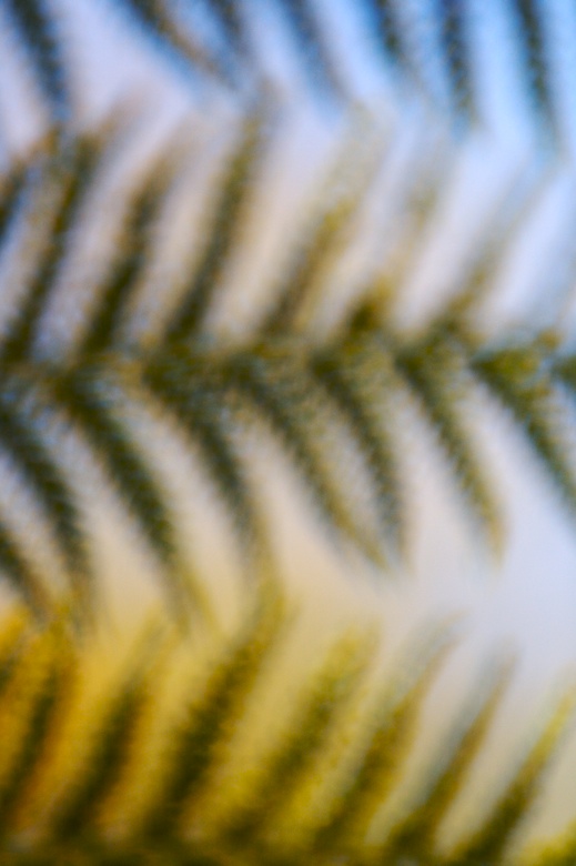Fern