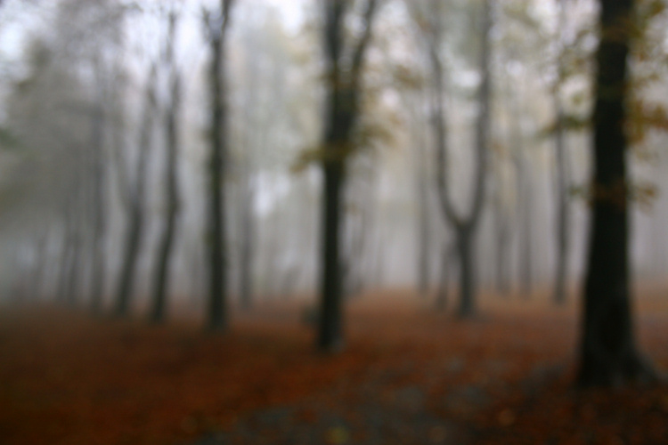 Ninth Place<br>Autumn Park *<br>by arra