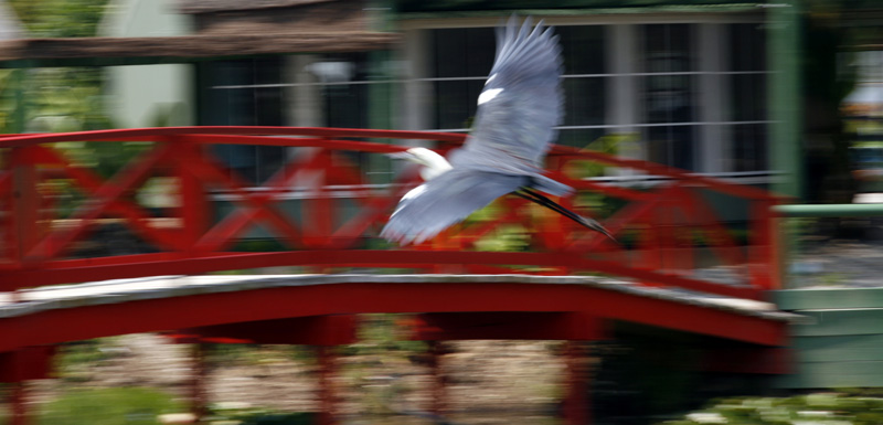 Heron of Dreams