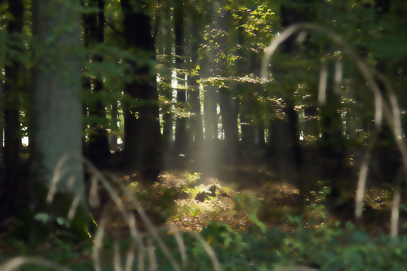 Black Forest