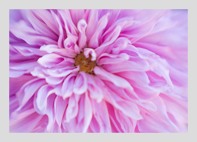Glorious Dahlia Pinks