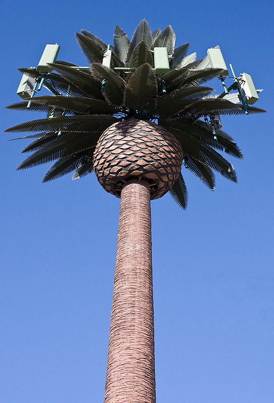 California Pine, too