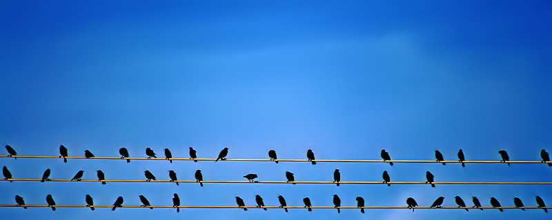 The Birds