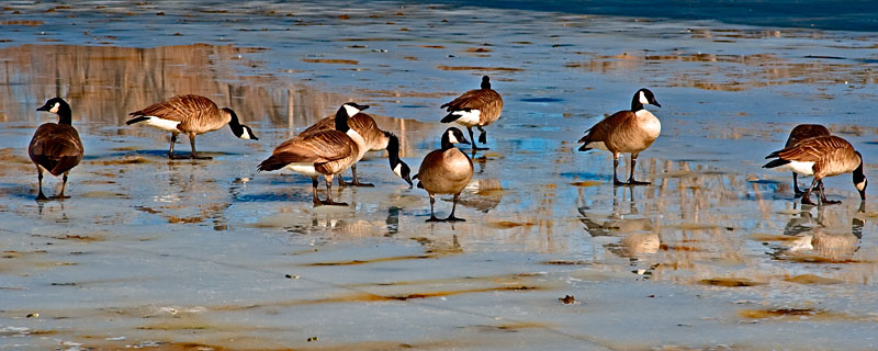 Geese on ice