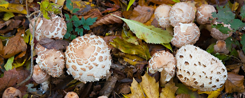Shrooms