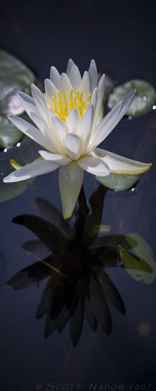 Water Lilly