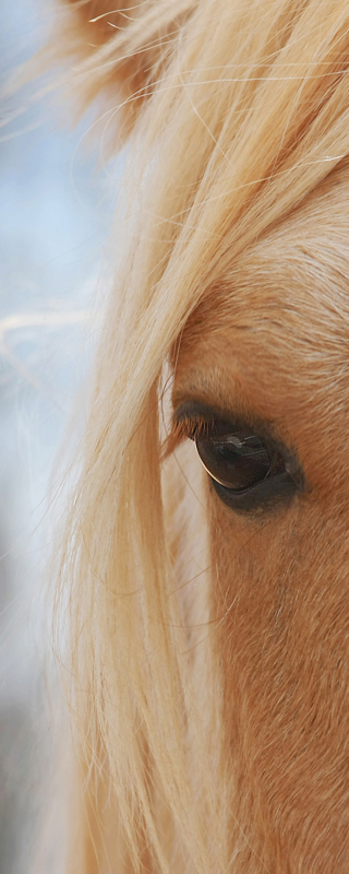 Mr. Ed