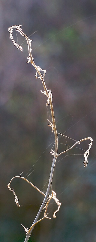 Backlit Twig