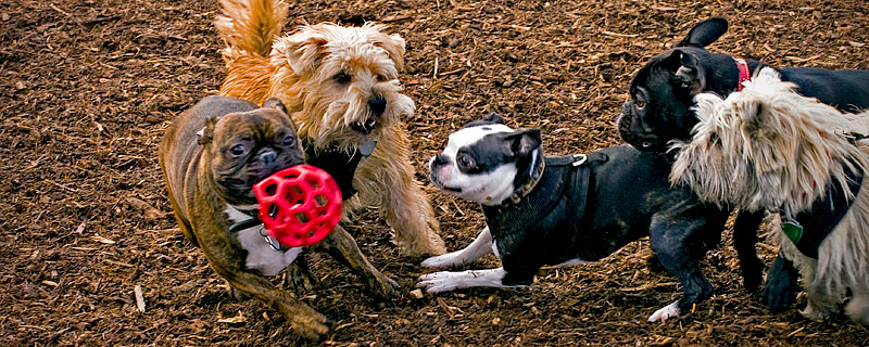 Mad Dogs