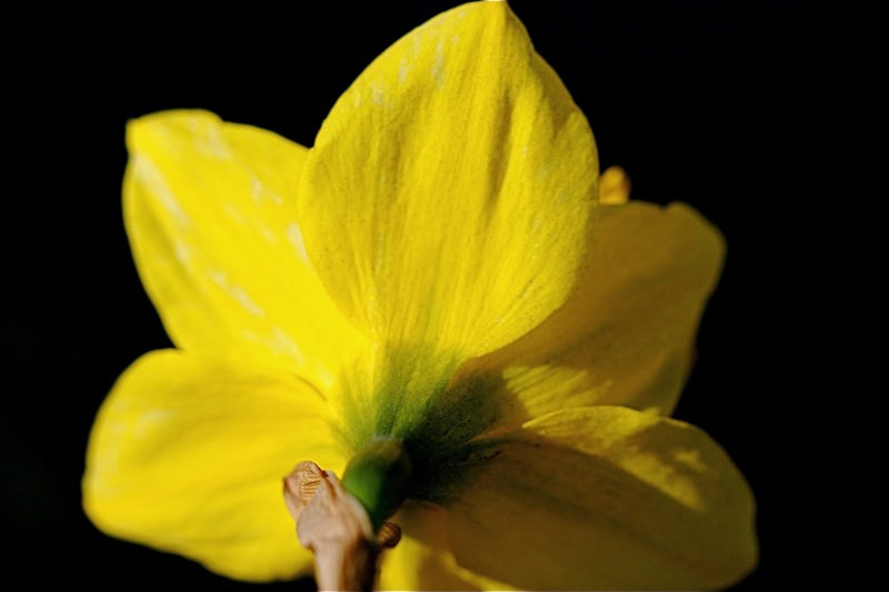 daffodil