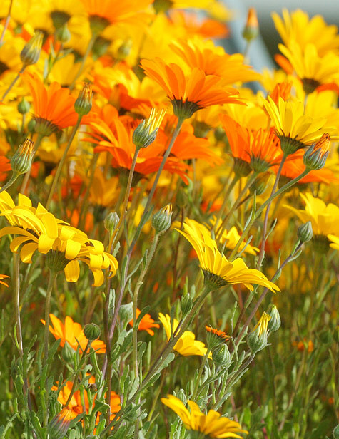 Bees Eye View
