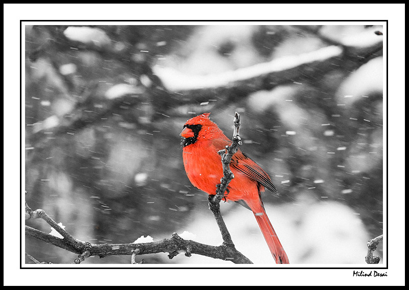 Northern Cardinal