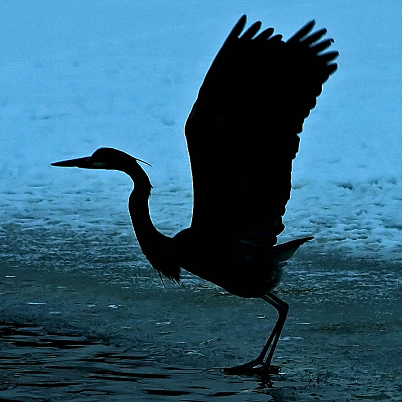 Blue Heron