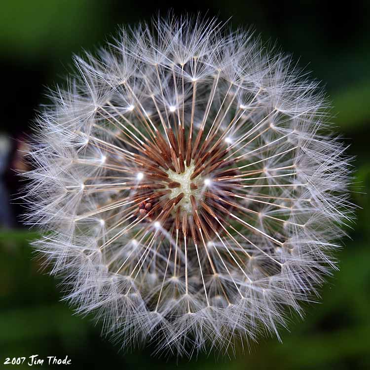 Dandelion