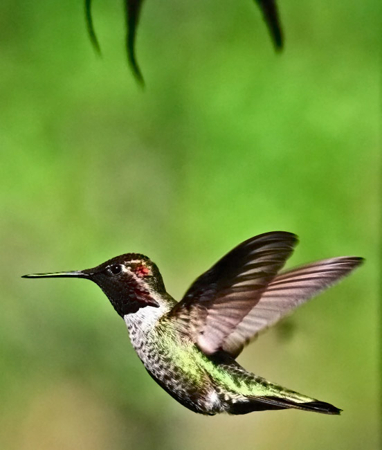 Hummer