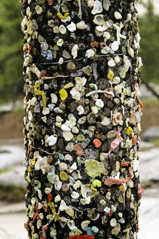 Rare Georgian Gum Tree