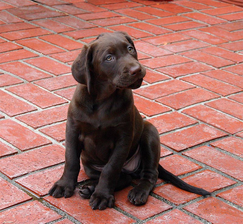5th Place<br>just bailey<br>by d.tallakson