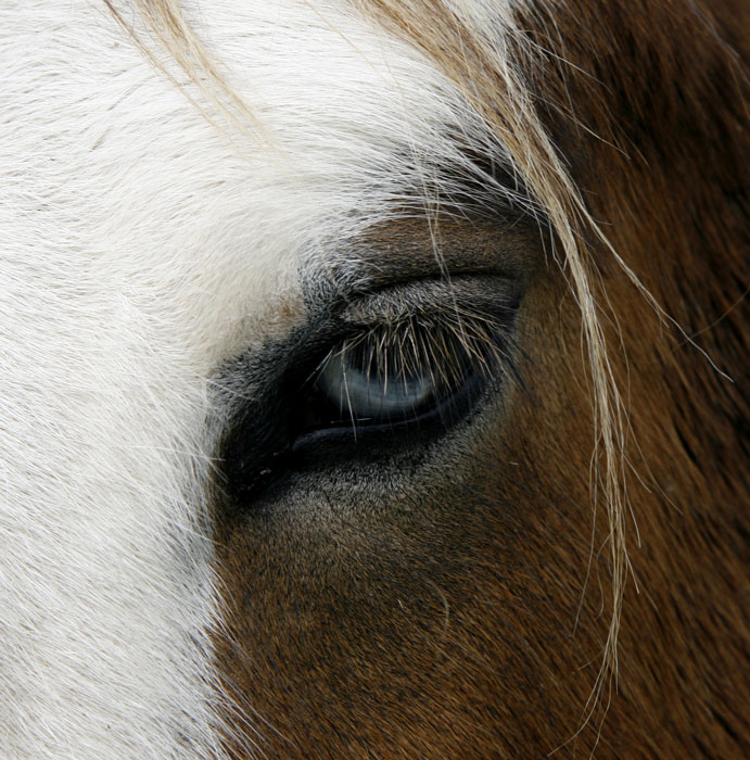 Eye to Eye
