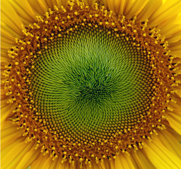 Suns Glory