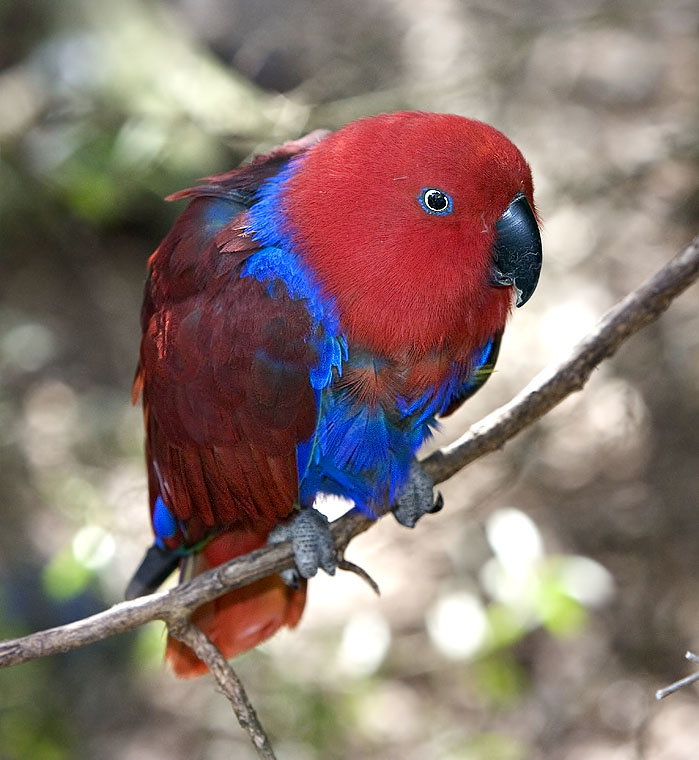 Crimson Parrot