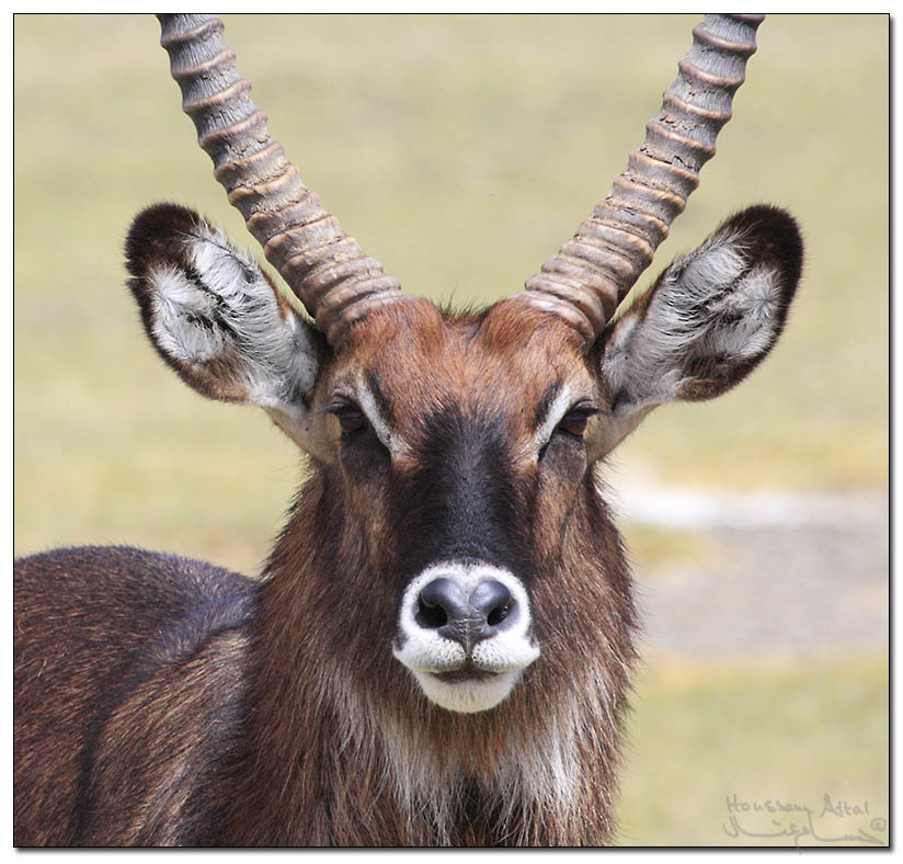 water buck