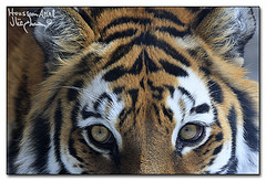 Siberian Tiger