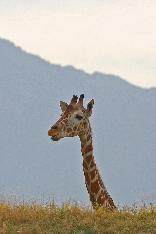 Nosey Neighbor