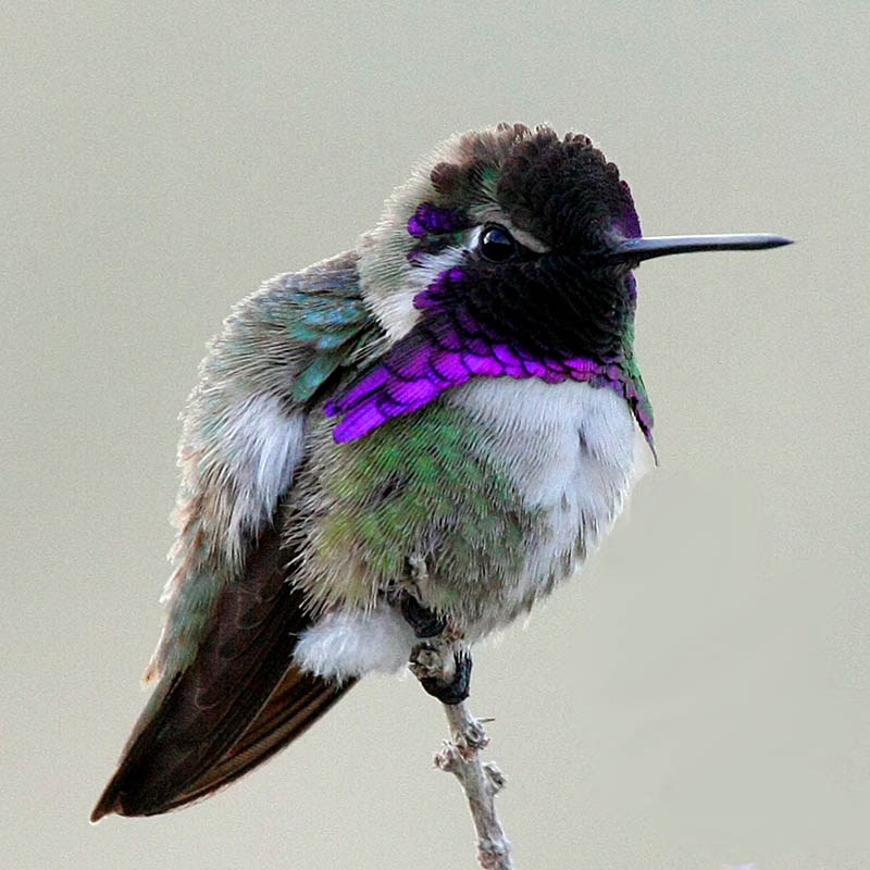 Eco Friendly Hummer