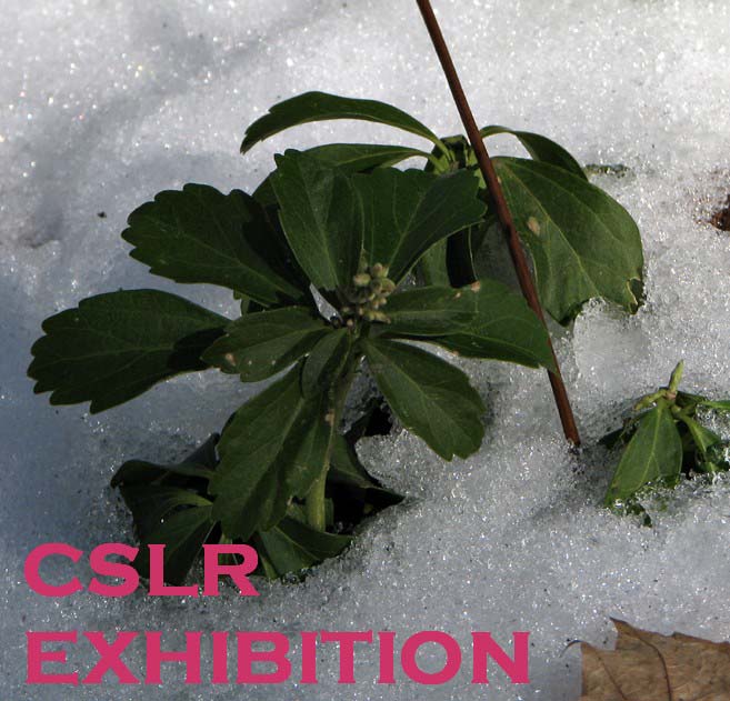 EXHIBITION - Grounded