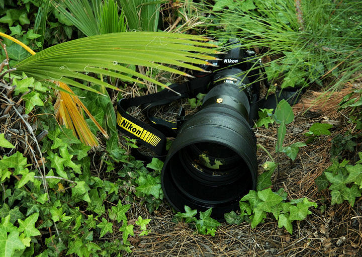 Running to Ground the Ever Elusive, Ever Wary, Nikon D3