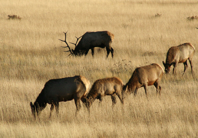 Grazing Elk