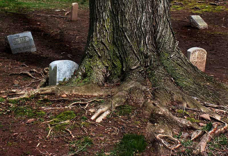A Tree Doing Its Work