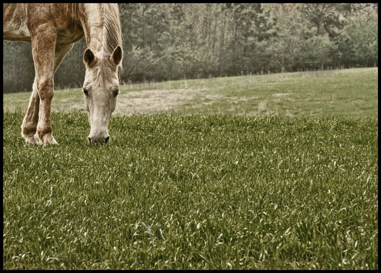 Tenth Place <br>Quarter Horse<br> by Lydia too