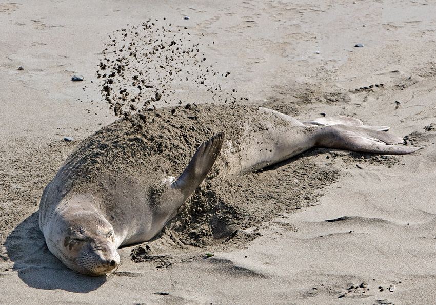 Seventh Place <br>Sand Bathing<br> by Larry