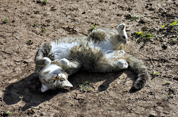 Cat Roll