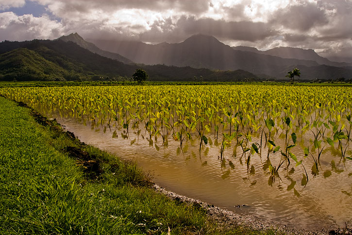 <b>Taro Field</b> by Brent