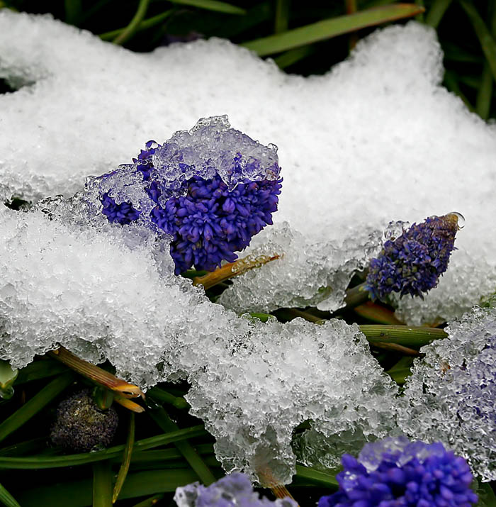 Spring Flowers