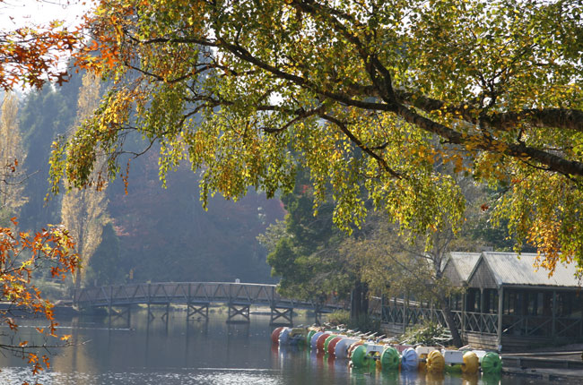 Autumn Morning