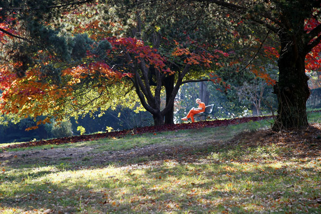 Lady in Orange