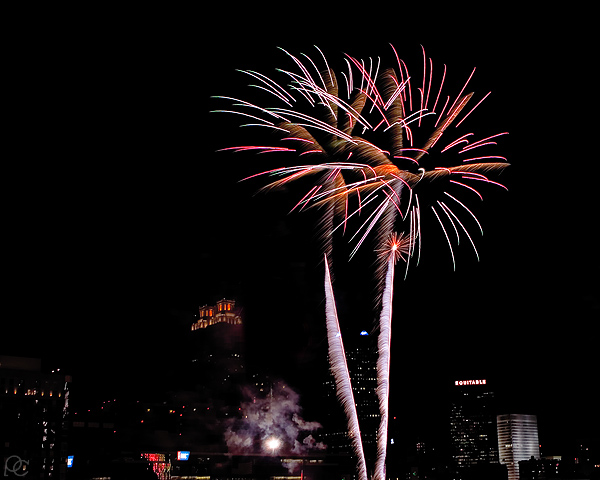 Dandelion or Palm