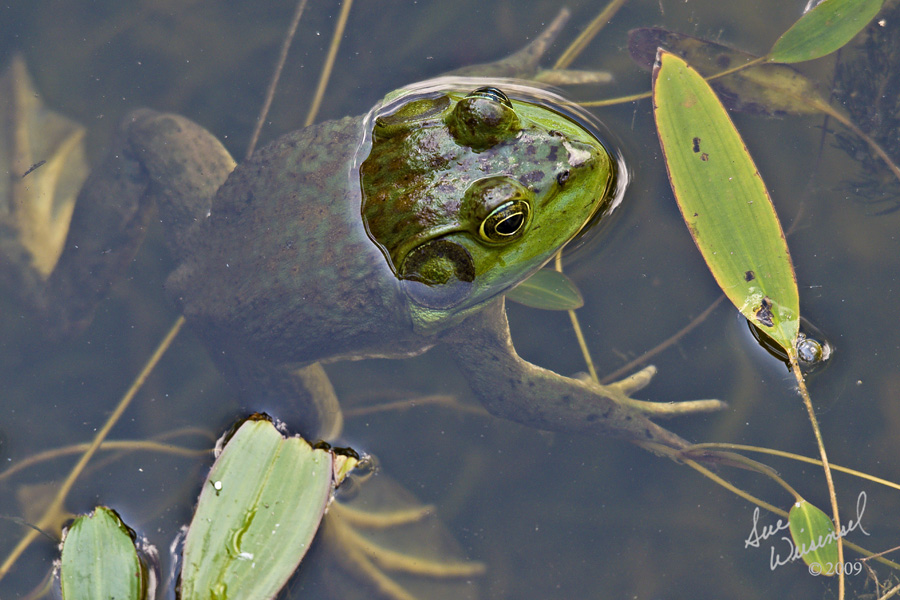 Frog Legs